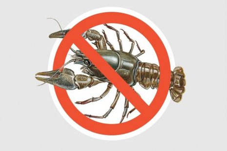 На Сумщині з 1 грудня заборонено ловити раків