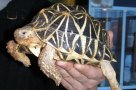 Звездчатая черепаха — большая редкость.